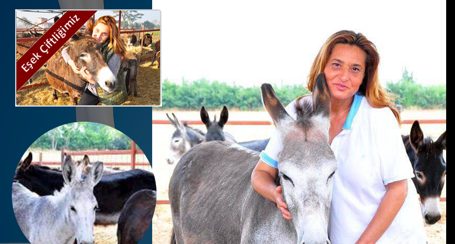 Eşek sütü bronşite iyi gelir mi?